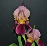 Iris 5.webp