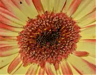 Gerbera daisy 1.webp