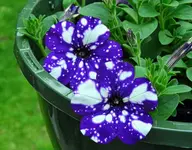 K1600_007.webp K1600_007.webp