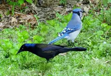 K1600_005.webp
