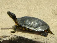 walk 042918 3.webp