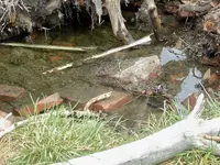 walk 042918 8.webp