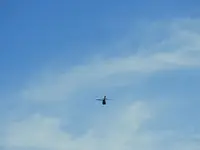 chopper6.webp chopper6.webp