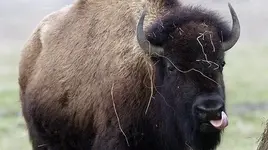 na-bison-COLOR-331_t640.webp