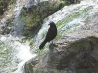grackle.webp