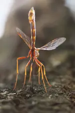 wood_wasp_by_dunadan_from_bag_end-d53b4f9.webp