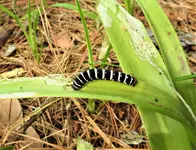 Caterpillar.webp