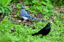 K1600_007.webp