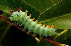 cecropia caterpillar.jpg
