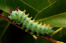 cecropia caterpillar.webp