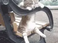 cat on bench.webp
