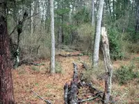Site222.webp
