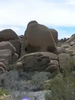 homer rock.webp