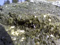 green2.webp