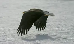 eagle1 039_RJ_3.webp