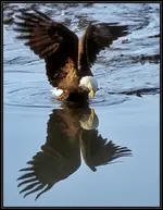 Reflection.webp