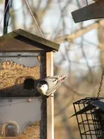 birds 001.webp