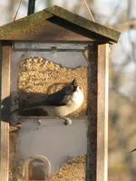 birds 004.webp