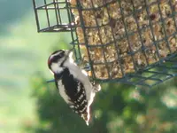 birds 006.webp