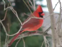feeder friends 015.webp