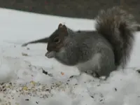feeder friends 014.webp