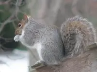 feeder friends 036.webp