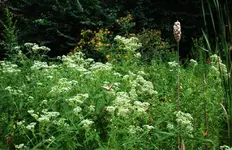 jewelweed.webp