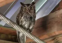 007777.webp