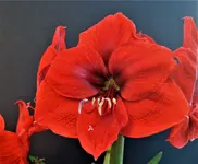 amaryllis 4.webp
