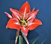 amaryllis 3.webp