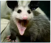 baby20possum11.webp baby20possum11.webp