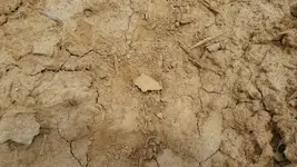 field finds3.webp