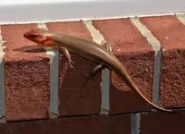 Skink 2.webp