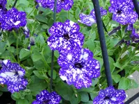 K1600_038.webp