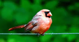 K1600_009.webp