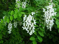 K1600_017.webp