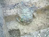 hoard late 3rd century coins 006.webp