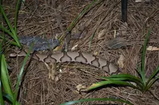 Copperhead 3.webp