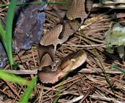 Copperhead 2.webp