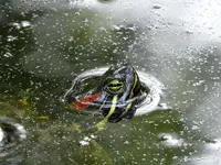 K1600_021.webp