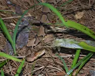 Copperhead 1.webp