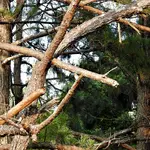 DSCN1340a.webp