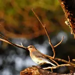 DSCN1342a.webp