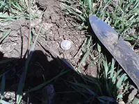 4-2013garden-detecting 008.webp