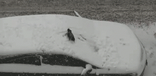 tumblr_inline_p4m416w3WU1vu5qzt_500.gif