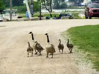 geese.webp