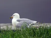 gull2.webp gull2.webp
