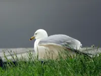 gull3.webp gull3.webp