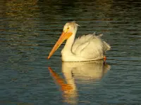 walk 052418 2.webp