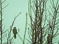 birds.webp
